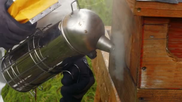 Apicultor usando abeja fumador — Vídeo de stock