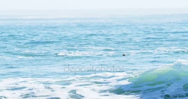 Surfista surf en el mar — Vídeo de stock