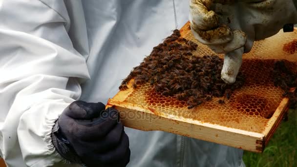 Бджолярі тримають і вивчають вулик — стокове відео