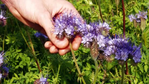 Man holding lavender flower — Stock Video