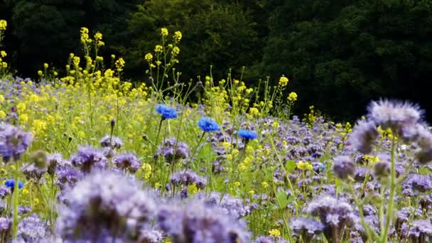 Diverse bloemen op veld — Stockvideo