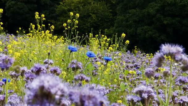 Olika blommor på fältet — Stockvideo