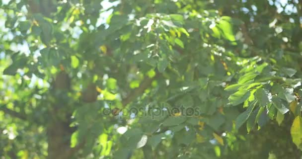 Close-up of green tree — Stock Video