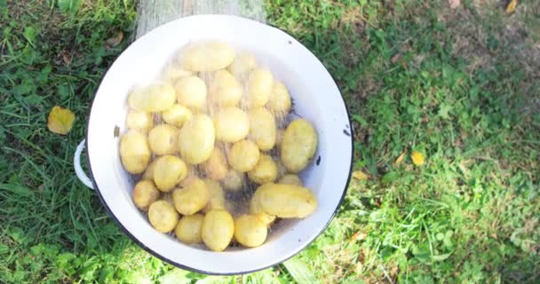 Voda stříkající na brambory — Stock video