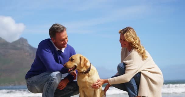 Mature couple petting their dog on beach — Stock Video