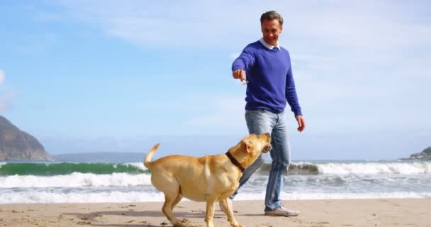 성숙한 남자가 해변에 강아지와 함께 연주 — 비디오