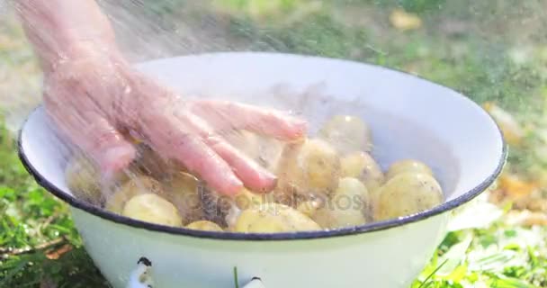 Närbild av kvinna tvätta potatis — Stockvideo