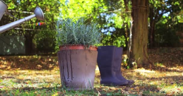 L'acqua che è versata dall'innaffiamento può sulla pianta in vaso — Video Stock