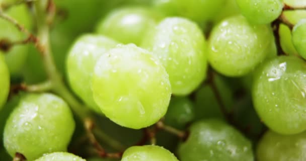 Uvas frescas maduras — Vídeos de Stock