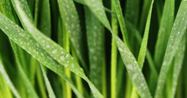 Gotas de água na grama verde — Vídeo de Stock