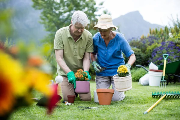 Senior paar aanplant bloem — Stockfoto