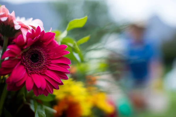 Квітка гербери на газоні — стокове фото
