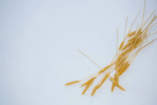 흰 배경의 밀 낟알 — 스톡 사진