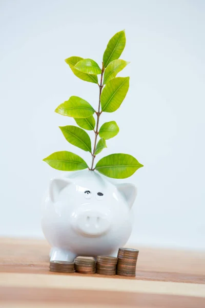 Green plant growing from a piggy bank — Stock Photo, Image