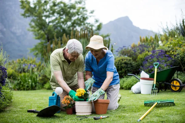 Casal sênior plantando flor — Fotografia de Stock