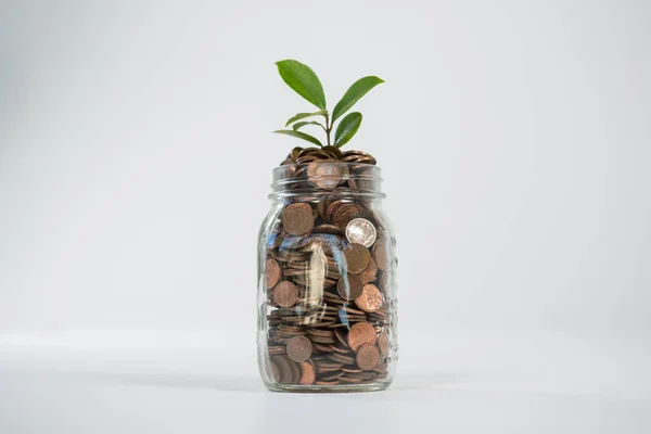 Plant growing in savings coins — Stock Photo, Image