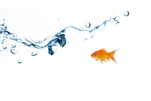 Fish swimming against sparkling water — Stock Photo, Image