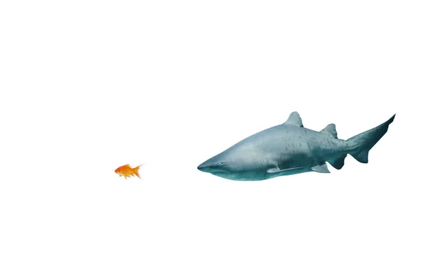 Рыбы, плывущие против акул в аквариуме — стоковое фото