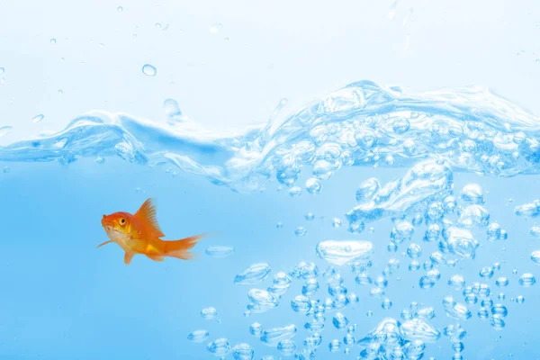 Goldfish contra em água espumante azul — Fotografia de Stock
