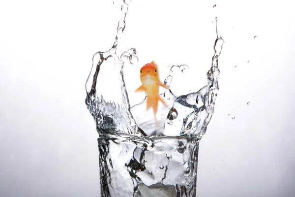 Goldfish swimming against  water splashing in glass