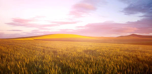 Vista panorâmica do campo de trigo — Fotografia de Stock