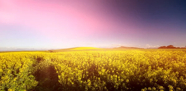 Sárga mustár mezőt — Stock Fotó