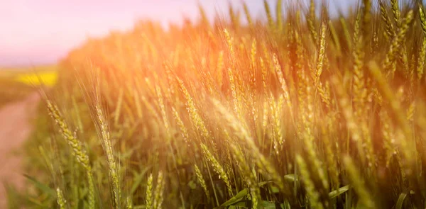 Primo piano di bel campo di grano — Foto Stock