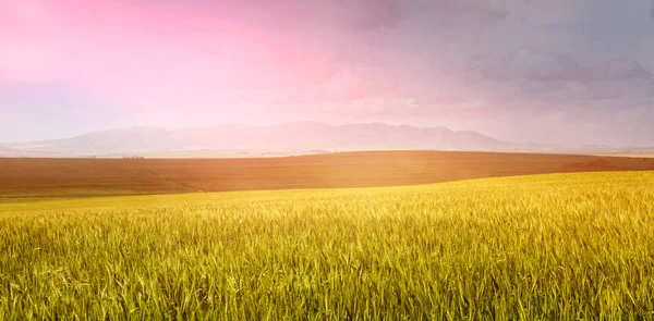 สนามข้าวสาลีสีเขียวที่สวยงาม — ภาพถ่ายสต็อก