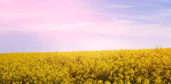 Γραφική θέα κίτρινο μουστάρδα πεδίο — Φωτογραφία Αρχείου