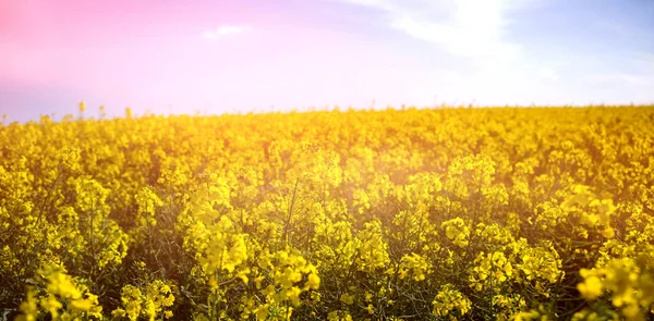Campo di senape gialla — Foto Stock