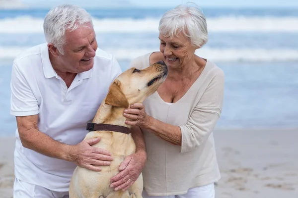 Äldre par leker med sin hund på stranden — Stockfoto