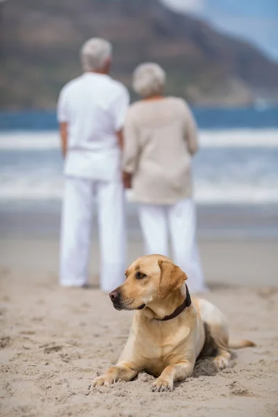 Ανώτερος ζευγάρι στέκεται πάνω από την παραλία με το σκύλο — Φωτογραφία Αρχείου