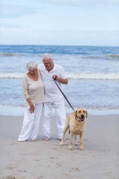 Para seniorów spacerująca po plaży z psem — Zdjęcie stockowe