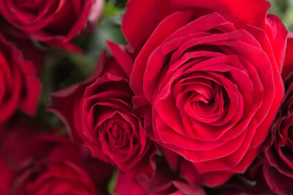 Bando de rosas vermelhas — Fotografia de Stock