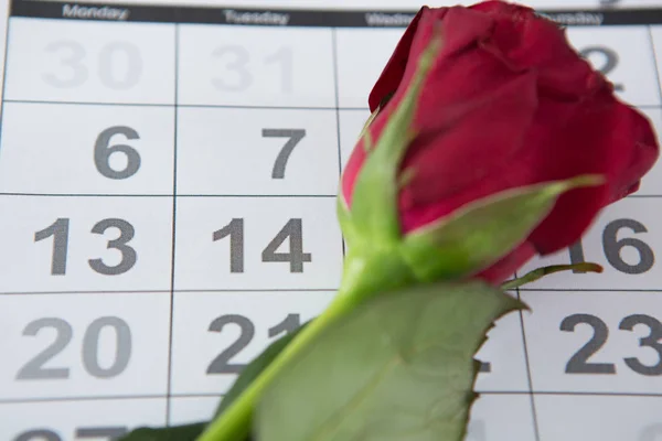 Red rose on calendar — Stock Photo, Image