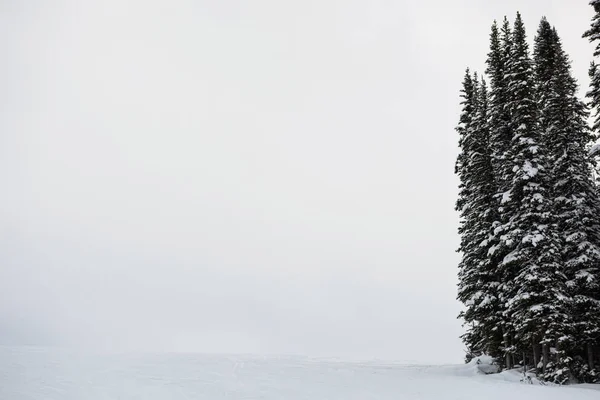 雪覆われた高峰山の斜面上の松の木 — ストック写真