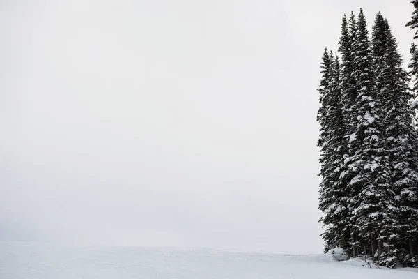 Snow covered pine trees on the alp mountain slope — Stock Photo, Image