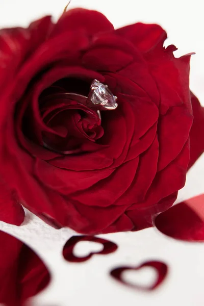 Rote Rose mit Diamantring — Stockfoto