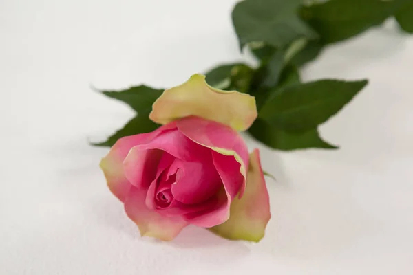 Eine rosa Rose — Stockfoto