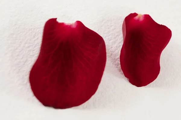 Rose petals against white background — Stock Photo, Image