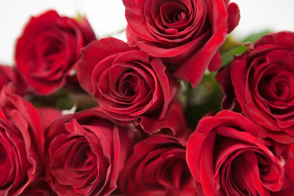 Bunch of red roses — Stock Photo, Image