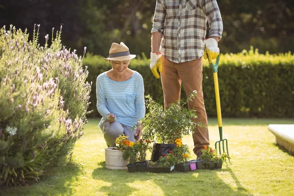 Couple aîné jardinage ensemble — Photo