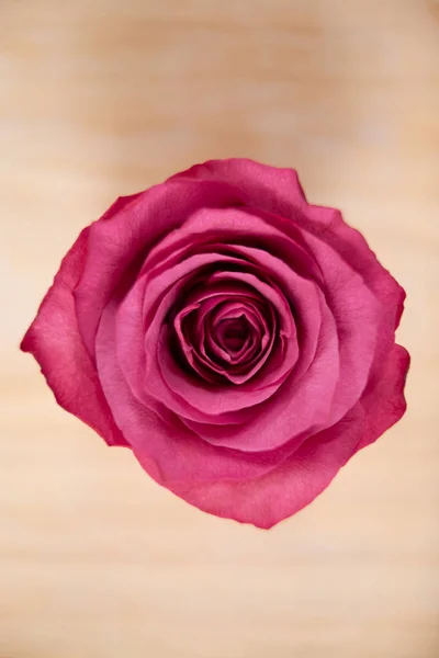 Rosa rosa sobre fondo de madera —  Fotos de Stock