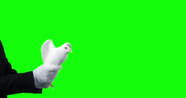 Ruce držící holubice pták — Stock video