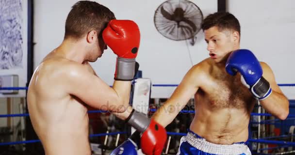 Dos boxeadores practicando en el ring de boxeo — Vídeo de stock