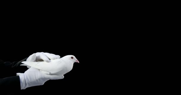 Dove ptak trzymając się za ręce — Wideo stockowe