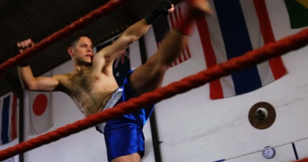 Boxer executando uma postura de boxe — Vídeo de Stock