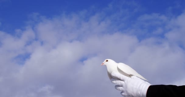 Manos sosteniendo un pájaro paloma — Vídeo de stock