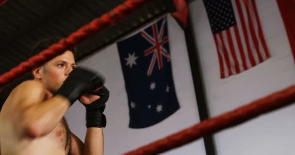 Boxer executando uma postura de boxe — Vídeo de Stock