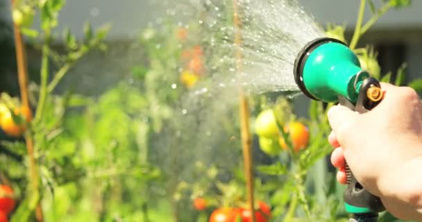 Man spuit water op de plant — Stockvideo